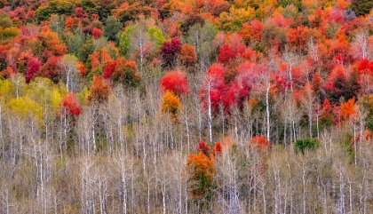 Picture of USA-IDAHO-HIGHWAY 36 WEST OF LIBERTY AND HILLSIDES COVERED WITH CANYON MAPLE AND ASPENS IN AUTUMN