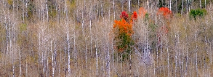 Picture of USA-IDAHO-HIGHWAY 36 WEST OF LIBERTY AND HILLSIDES COVERED WITH ASPENS IN AUTUMN WITH CANYON MAPLE