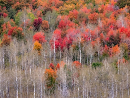 Picture of USA-IDAHO-HIGHWAY 36 WEST OF LIBERTY AND HILLSIDES COVERED WITH CANYON MAPLE AND ASPENS IN AUTUMN