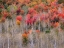 Picture of USA-IDAHO-HIGHWAY 36 WEST OF LIBERTY AND HILLSIDES COVERED WITH CANYON MAPLE AND ASPENS IN AUTUMN