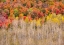 Picture of USA-IDAHO-HIGHWAY 36 WEST OF LIBERTY AND HILLSIDES COVERED WITH CANYON MAPLE AND ASPENS IN AUTUMN