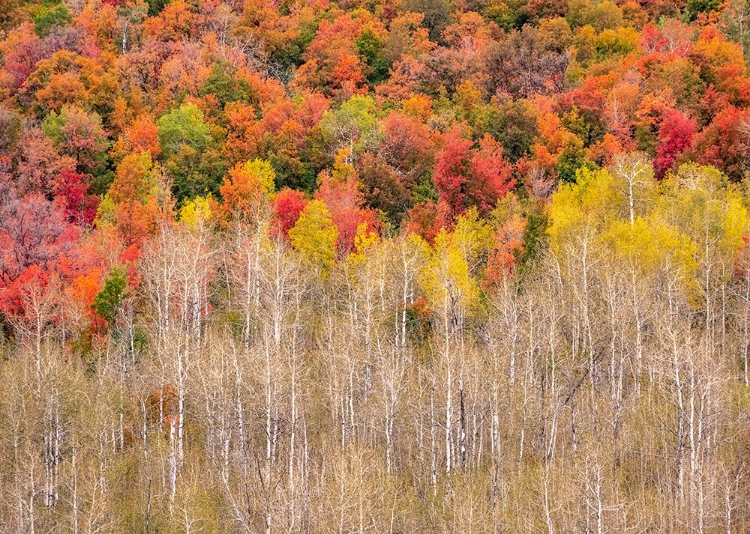 Picture of USA-IDAHO-HIGHWAY 36 WEST OF LIBERTY AND HILLSIDES COVERED WITH CANYON MAPLE AND ASPENS IN AUTUMN