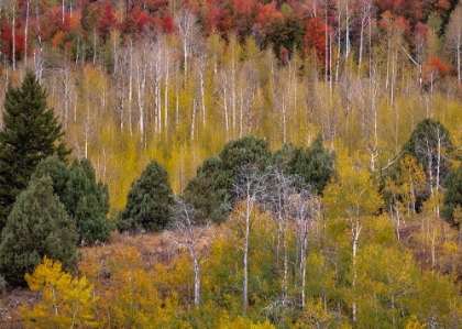 Picture of USA-IDAHO-HIGHWAY 36 WEST OF LIBERTY AND HILLSIDES COVERED WITH CANYON MAPLE AND ASPENS IN AUTUMN