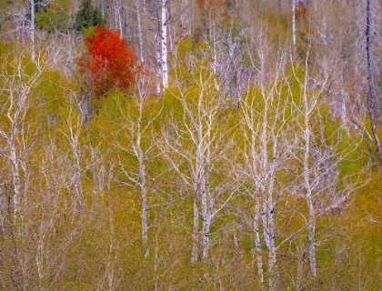 Picture of USA-IDAHO-HIGHWAY 36 WEST OF LIBERTY AND HILLSIDES COVERED WITH CANYON MAPLE AND ASPENS IN AUTUMN