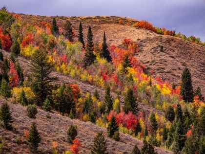 Picture of USA-IDAHO-ST CHARLES-HILLSIDE ALONG DIRT ROAD 411 AND FALL COLORED CANYON MAPLES IN REDS