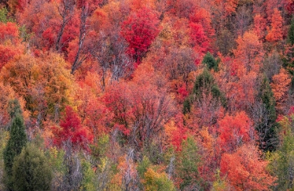 Picture of USA-IDAHO-ST CHARLES-HILLSIDE ALONG DIRT ROAD 411 AND FALL COLORED CANYON MAPLES IN REDS
