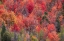 Picture of USA-IDAHO-ST CHARLES-HILLSIDE ALONG DIRT ROAD 411 AND FALL COLORED CANYON MAPLES IN REDS