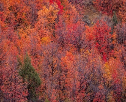 Picture of USA-IDAHO-ST CHARLES-HILLSIDE ALONG DIRT ROAD 411 AND FALL COLORED CANYON MAPLES IN REDS