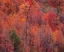 Picture of USA-IDAHO-ST CHARLES-HILLSIDE ALONG DIRT ROAD 411 AND FALL COLORED CANYON MAPLES IN REDS