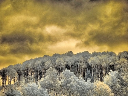 Picture of USA-IDAHO-ASPENS A WITH CLOUDS