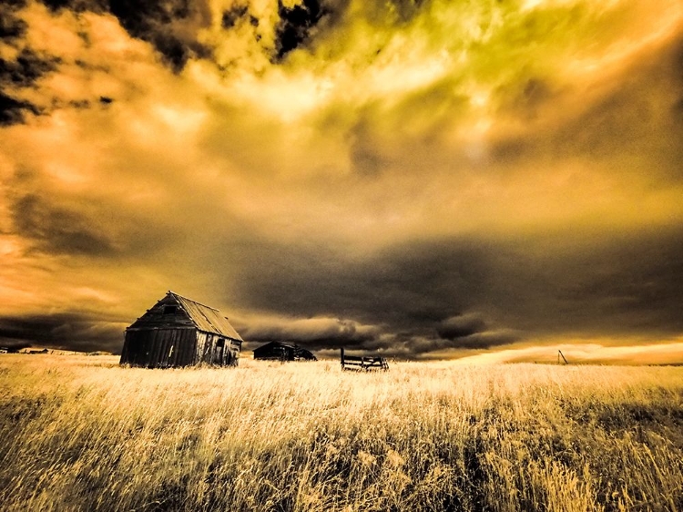 Picture of USA-IDAHO-LIBERTY-INFRARED OF OLD CABIN NEAR LIBERTY