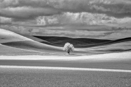 Picture of USA-IDAHO-PALOUSE COUNTRY-LONE TREE AND INFRARED PALOUSE FIELDS