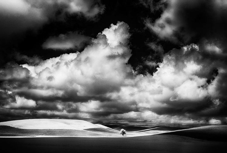 Picture of USA-IDAHO-PALOUSE COUNTRY-SMALL TREE IN WHEAT FIELD WITH RUNNING LIGHT