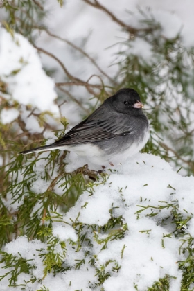 Picture of DARK-EYED JUNCO-JUNCO HYEMALIS-FEEDING IN RED CEDAR IN WINTER-MARION COUNTY-ILLINOIS