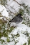 Picture of DARK-EYED JUNCO-JUNCO HYEMALIS-FEEDING IN RED CEDAR IN WINTER-MARION COUNTY-ILLINOIS