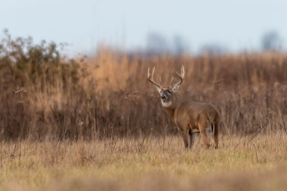 Picture of WHITE-TAILED DEER-ODOCOILEUS VIRGINIANUS-BUCK-MARION COUNTY-ILLINOIS