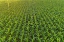 Picture of AERIAL VIEW OF CORN FIELD-MARION COUNTY-ILLINOIS