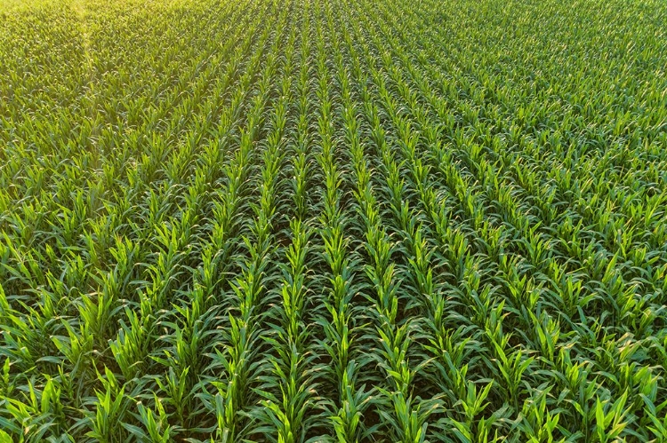 Picture of AERIAL VIEW OF CORN FIELD-MARION COUNTY-ILLINOIS