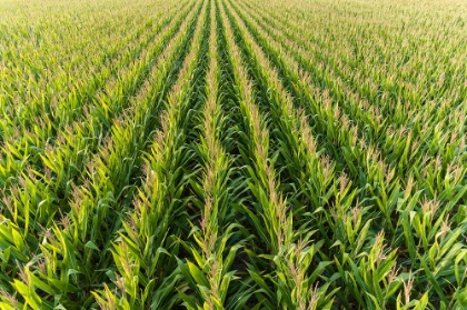 Picture of AERIAL VIEW OF CORN FIELD-MARION COUNTY-ILLINOIS