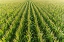 Picture of AERIAL VIEW OF CORN FIELD-MARION COUNTY-ILLINOIS