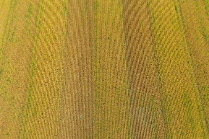 Picture of AERIAL VIEW OF CORN FIELD NEAR HARVEST TIME-MARION COUNTY-ILLINOIS