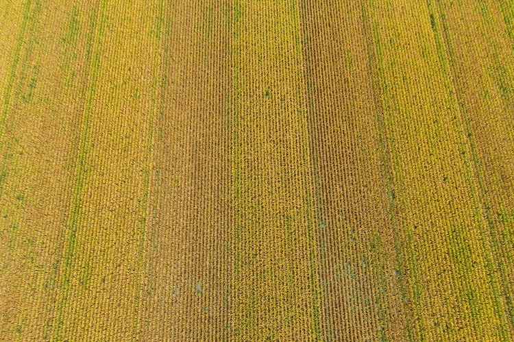Picture of AERIAL VIEW OF CORN FIELD NEAR HARVEST TIME-MARION COUNTY-ILLINOIS