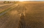 Picture of AERIAL VIEW OF COMBINE HARVESTING CORN FIELD AT SUNSET-MARION COUNTY-ILLINOIS