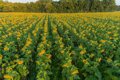 Picture of AERIAL VIEW OF A SUNFLOWER FIELD AT SUNRISE-JASPER COUNTY-ILLINOIS