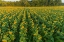 Picture of AERIAL VIEW OF A SUNFLOWER FIELD AT SUNRISE-JASPER COUNTY-ILLINOIS