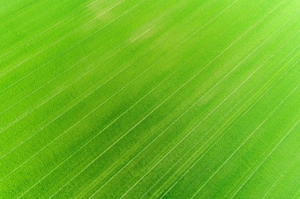 Picture of AERIAL VIEW OF WHEAT FIELD-MARION COUNTY-ILLINOIS