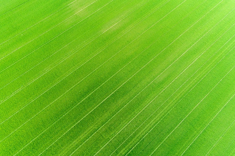 Picture of AERIAL VIEW OF WHEAT FIELD-MARION COUNTY-ILLINOIS