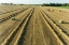 Picture of AERIAL VIEW OF ROWS OF WHEAT STRAW BEFORE BALING AND ROUND BALES-MARION COUNTY-ILLINOIS