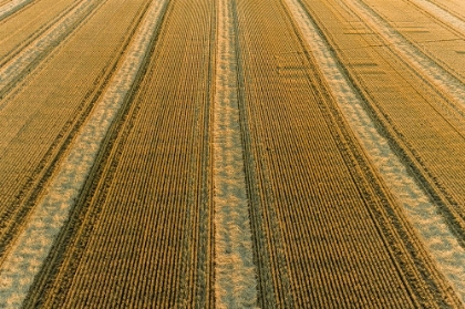 Picture of AERIAL VIEW OF ROWS OF WHEAT STRAW BEFORE BALING-MARION COUNTY-ILLINOIS