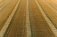 Picture of AERIAL VIEW OF ROWS OF WHEAT STRAW BEFORE BALING-MARION COUNTY-ILLINOIS