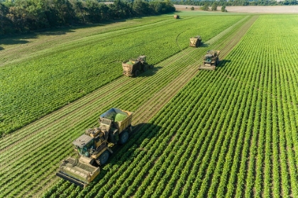 Picture of PICKING GREEN BEANS DURING THE GREEN BEAN HARVEST-MASON COUNTY-ILLINOIS