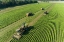 Picture of PICKING GREEN BEANS DURING THE GREEN BEAN HARVEST-MASON COUNTY-ILLINOIS