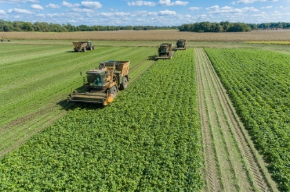 Picture of PICKING GREEN BEANS DURING THE GREEN BEAN HARVEST-MASON COUNTY-ILLINOIS