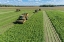 Picture of PICKING GREEN BEANS DURING THE GREEN BEAN HARVEST-MASON COUNTY-ILLINOIS