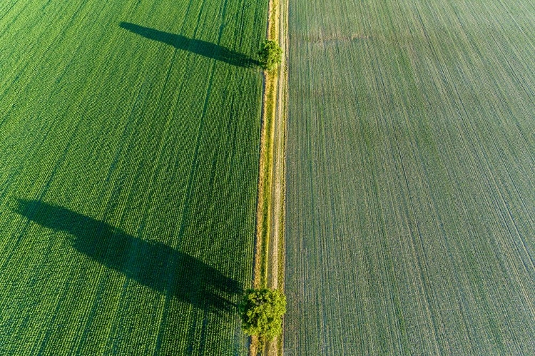 Picture of TWO TREES AND SHADOWS BETWEEN FIELDS-MARION COUNTY-ILLINOIS