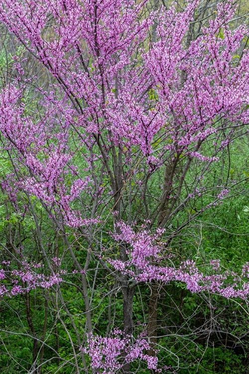 Picture of REDBUD TREES BLOOMS IN SPRING-MARION COUNTY-ILLINOIS