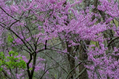 Picture of REDBUD TREES BLOOMS IN SPRING-MARION COUNTY-ILLINOIS