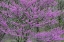 Picture of REDBUD TREES BLOOMS IN SPRING-MARION COUNTY-ILLINOIS