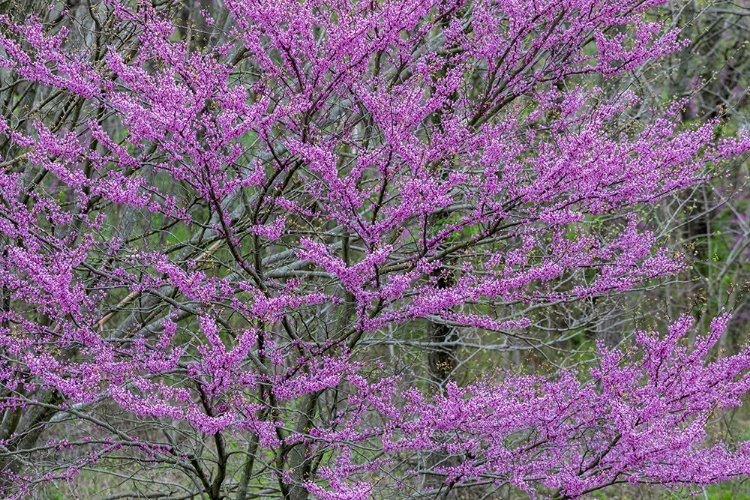 Picture of REDBUD TREES BLOOMS IN SPRING-MARION COUNTY-ILLINOIS