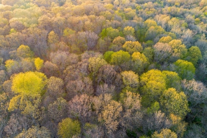 Picture of NEWLY EMERGING LEAVES ON TREES IN THE SPRING-MARION COUNTY-ILLINOIS