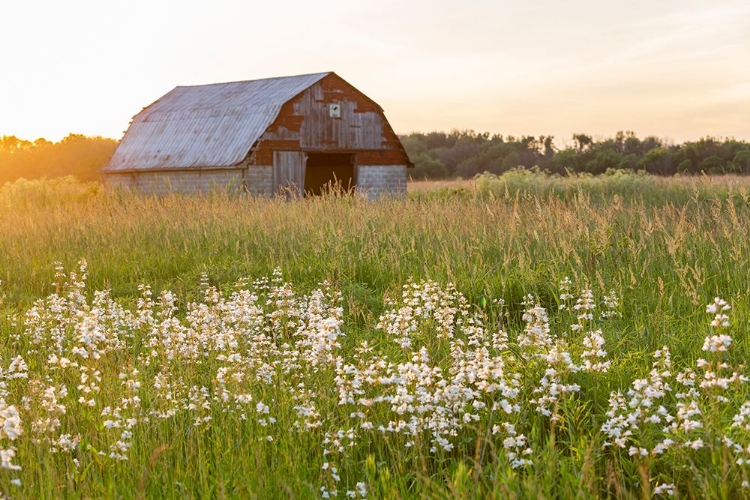 Picture of OLD BARN AND FIELD OF PENSTEMON AT SUNSET PRAIRIE RIDGE STATE NATURAL AREA-MARION COUNTY-ILLINOIS