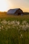 Picture of OLD BARN AND FIELD OF PENSTEMON AT SUNSET PRAIRIE RIDGE STATE NATURAL AREA-MARION COUNTY-ILLINOIS