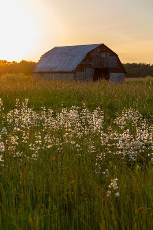 Picture of OLD BARN AND FIELD OF PENSTEMON AT SUNSET PRAIRIE RIDGE STATE NATURAL AREA-MARION COUNTY-ILLINOIS