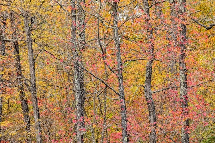 Picture of FALL COLOR AT PYRAMID STATE PARK-PERRY COUNTY-ILLINOIS