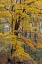 Picture of FALL COLOR AT STEPHEN A-FORBES STATE PARK-MARION COUNTY-ILLINOIS
