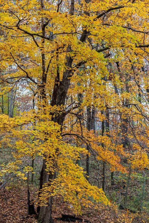 Picture of FALL COLOR AT STEPHEN A-FORBES STATE PARK-MARION COUNTY-ILLINOIS
